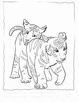 Coloring Pages Scout Bobcat Tiger Derby Cub Color Boy Getcolorings Print Printable Baby Pinewood Getdrawings Colorings Pict sketch template