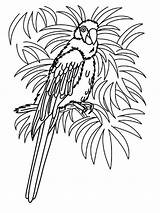 Coloring Pages Parrot Tropical Bird Hawaii Grown Ups Beach Realistic Animal Birds Pirate Pittsburgh Colouring Gaddynippercrayons Letscolorit Template sketch template