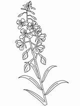 Disegni Fireweed Coloring Colorare Blumen Malvorlage Wildflower Bambini Coloratutto Kategorien Cartoni sketch template