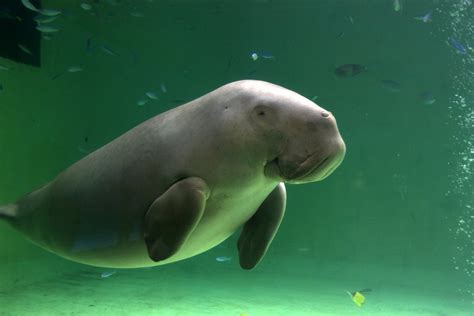 dugong dugong dugon zoochat
