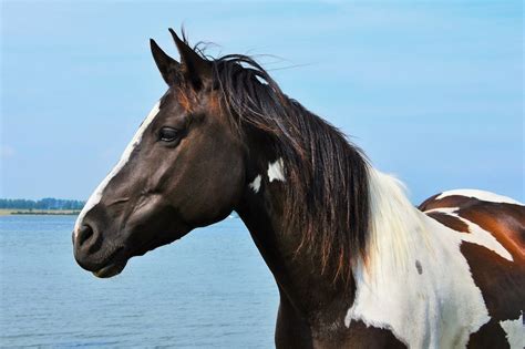 paint horse  pinto horse whats  difference  pictures