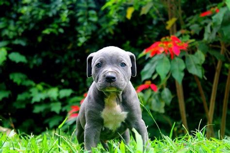 adorable blue nose puppy outdoors
