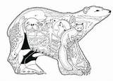 Ours Polar Polaire Coccia Adulte взрослых раскраски для поиск Divers Spongebob Zentangle Colorier Arktis Ausmalen Deer sketch template