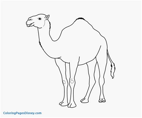 camel drawing images  paintingvalleycom explore collection