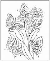 Butterflies Florian sketch template