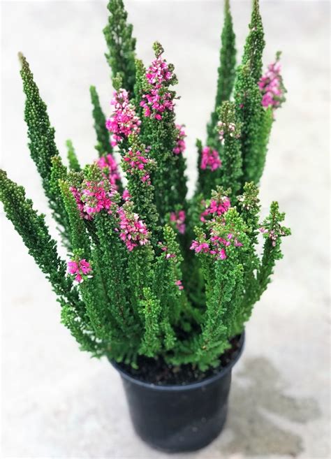 Heather Plant Collection Calluna Vulgaris Skyline Series