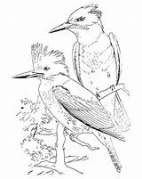 Kingfisher Bird Coloring Vintage Clip Belted Graphic Drawings 27kb 630px Graphics sketch template