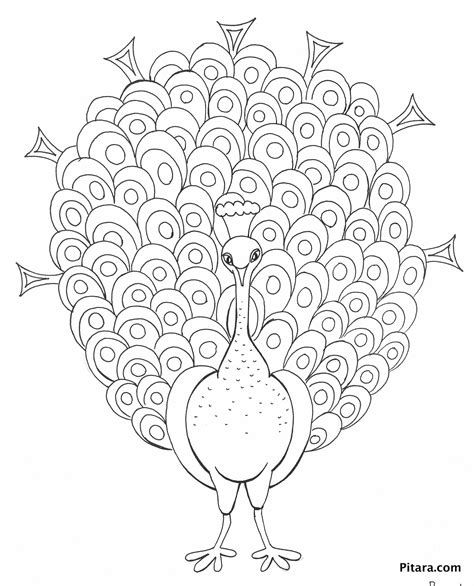 peacock coloring page pitara kids network