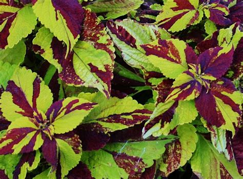 steps   collect coleus seeds update
