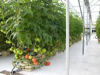 benefits  hydroponics plants farming system