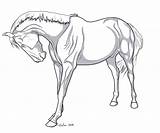 Horse Lineart Deviantart Shadows Cliparting Horses Personal Works Projects These Cliparts Load sketch template