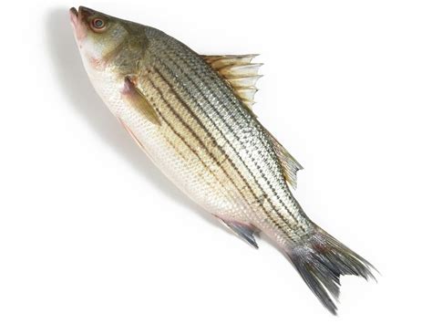 A Guide For Buying And Cooking Striped Bass Recipes And