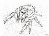 Spider Jumping Coloring Pages Daring Spiders Drawing Realistic Printable Kids Adult Trapdoor Book Creepy Kumo Cartoon Dot Sketch Puzzle sketch template