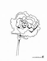Carnation Coloring Pages Flower Color Print Printable Kids Drawing Online Flowers sketch template
