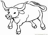 Bull Coloring Pages Kids sketch template
