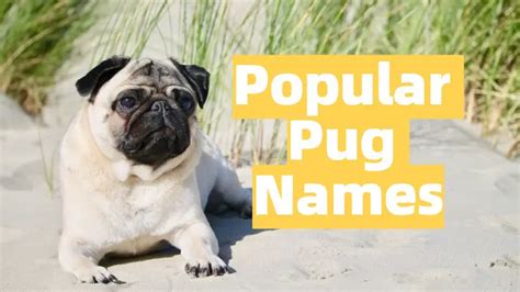 pug names popular  cutest names  meanings mrsdoggie