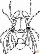 Fliege Mouche Kolorowanka Mucha Ausmalbild Rysunek Insect Owad Dzieci Supercoloring Kategorien sketch template