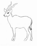 Coloring Oryx Pages Antelope Animals Color Impala Kids Printable Designlooter Sheet Animal Bongo sketch template
