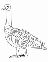 Goose Coloring Pages Canada Geese Drawing Goosebumps Color Slappy Barren Baby Printable Canadian Getcolorings Kids Birds Print Getdrawings Popular Comments sketch template