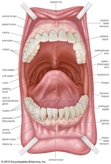 mouth definition anatomy function britannica