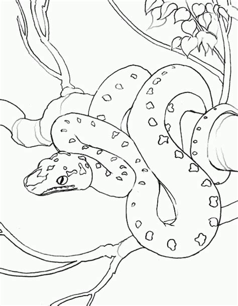 snake coloring pages coloring pages  print