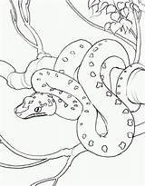 Colorat Sarpe Planse Desene Serpiente sketch template