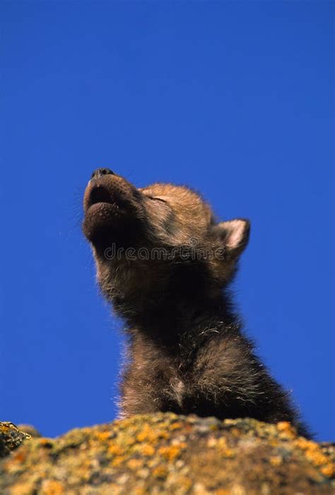 cute gray wolf pup howling stock image image  young
