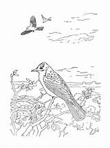 Oiseaux Uccelli Prend Gifgratis Colorier sketch template