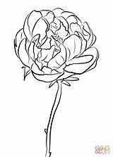 Peony Coloring Pages Drawing Flowers Chinese Color Printable Getcolorings Getdrawings Categories sketch template