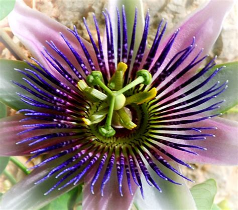 passionsblume foto bild pflanzen pilze flechten rankgewaechse