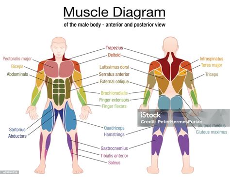 muscle diagram most important muscles of an athletic male body anterior