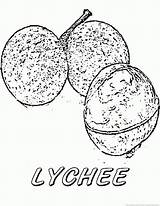 Lychee Coloring 123coloringpages Fruit sketch template