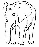 Elefantes Elefante Dibujo Elephants Animales Bestcoloringpagesforkids sketch template