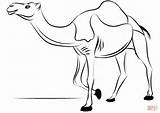 Camel Coloring Dromedary Pages Camels Drawing Camello Dibujo Dibujos Printable Para Colorear Pintar Camellos Animales Navidad Guardado Supercoloring Categories Desde sketch template