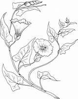 Morning Glory Coloring Pages Bindweed Drawing Flowers Para Flower Desenho Desenhos Colorir Embroidery Supercoloring Designs Floral Flores Folhas Flor Pintura sketch template