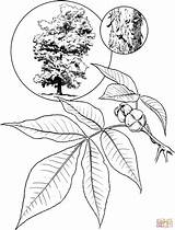 Albero Colorare Castagno Hickory Hardwoods Mimosa Ottobre Carya Ovata Poldo Shagbark sketch template