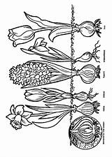 Lente Kleurplaten Bloembollen Bloemen Lentebloemen Ausmalbild Grundschule Moeilijk Natuur Yurls Frühblüher Frühling Zwiebeln Schulgarten Ausmalen Tekenen Omnilabo Blumen Ostern Sachunterricht sketch template