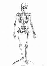 Squelette Ausmalbilder Bone Greys Knochen Aplemontbasket sketch template