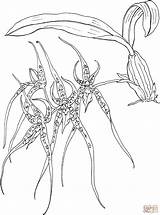Orchid Coloring Spider Pages Brassia Drawing Orchids Printable Getdrawings sketch template
