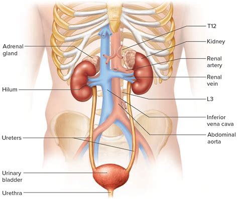 renal tubular acidosis types  symptoms diagnosis treatment