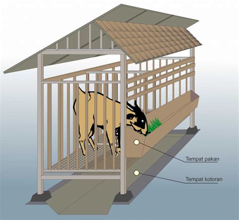 contoh model kandang kambing ideal agrokompleks kita