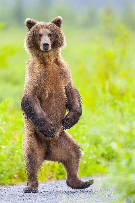 the dancing bear photograph by tim grams
