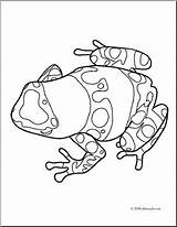 Frog Coloring Dart Poison Getcolorings Frogs Clip Pages sketch template