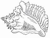 Conch Shell Coloring Chuck Paradise Bird Drawing Blanks Pm Posted sketch template