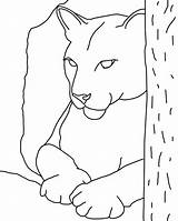 Cougar Coloring Pages Animal Color Eastern Animals Sheets Print Back sketch template