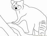 Raccoon Coloring Look Pages Coloringpages101 Printable Mammals sketch template