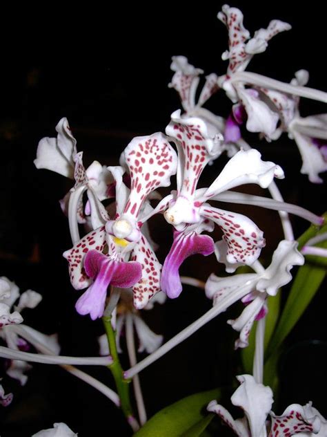 les orchidees pour les nuls