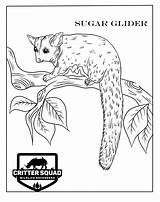 Glider Sugar sketch template