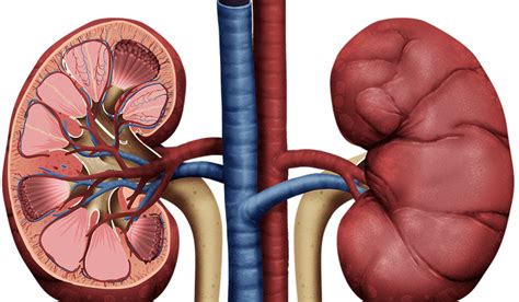 kidney transplant alternatives treatments kidney dialysis treatment