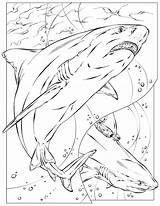 Hai Squalo Insegnante Rechini Rekiny Rekin Kolorowanki Shark Coloringhome Kolorowanka Underground Desene Bullsharks Colorat Natgeofe Malvorlagen Sharks Wydrukowania Tagliata Stampata sketch template
